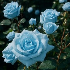 Light Blue Rose Seeds   20 Seeds   Decorative Garden Variety for Unique Bloom