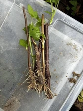 Black Currant Rooted Cuttings 3 Pc Ben Sarek Edible Ornamental Plant