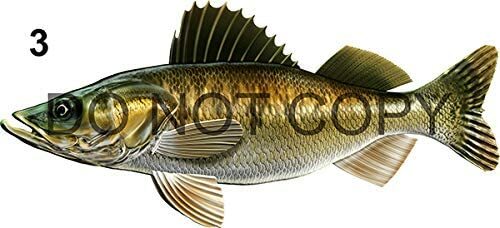 Walleye Beautiful Vinyl Sticker Fish Decals for Boat Car Vehicle Truck Fishing - Bild 6 von 13