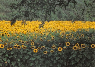 CAMDEN GRAFIK POSTKARTE GROSS INNENBEREICH SONNENBLUMEN FRANK HORVAT GD PLUS SEHR GUTER ZUSTAND