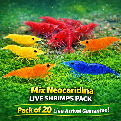 #ad 20 Mixed Color Neocaridina Shrimp Live Freshwater Aquarium Clean Up Crew $34.99