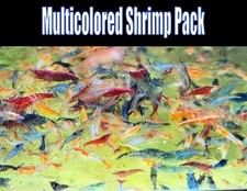 Multicolored Shrimp Pack 20 shrimp 2 extra Live Freshwater Neocaridina Shrimp