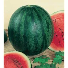 50 Sugar Baby Watermelon Seeds | Heirloom / Non-GMO | Free Shipping & Tracking