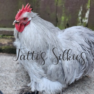 6+ Lavender (Self Blue) Bantam Cochin Hatching Eggs