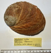 Haliotis ruber.  Tasmania.  Great Shape  143 mm.