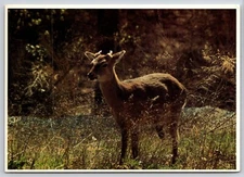 Postcard Sika Deer