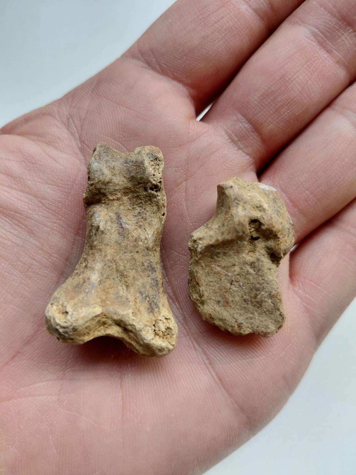 2 ossa fossili di Orso delle caverne Ursus spelaeus - Austria - Fossili (F 92)