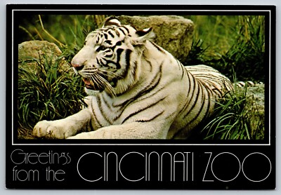 Postcard Ohio Cincinnati Zoo White Tiger c1986 22K