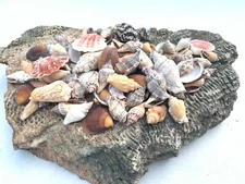 Medium Mixed Seashells Sea Shells Best Price US Seller FREE Ship! 