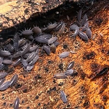25 ct. Porcellionides pruinosus "Powder Blue" Isopods - Exo-Morphs