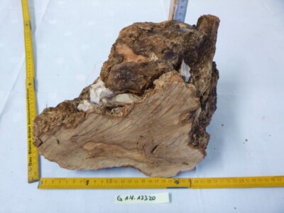 Olivenholz Edelholz drechseln Brett Gitarrenbau Messergriff Knolle Wurzel ,13320