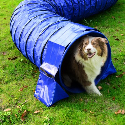 dog tunnel