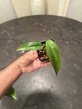 ADA AQUA DESIGN AMANO PHILODENDRON SP. PAPUA NEW GUINEA PLANT TAKASHI AMANO RARE