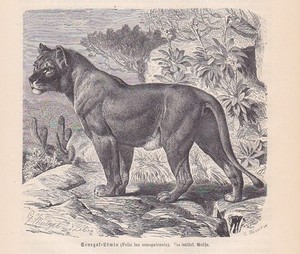 Senegal Lowe Lowin Panthera Leo Senegalensis Holzstich Von 11 Raubkatzen Ebay