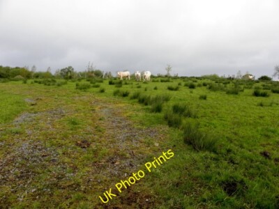 Photo 6x4 Cows, Esker Fairy Hill/H3363 Pictured along Esker Road c2015