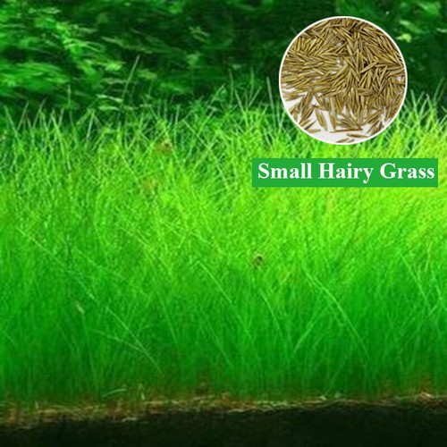 Aquarium Plant Seeds Fish Tank Aquatic Water Grass Foreground Easy Plants 5g - Picture 19 of 32
