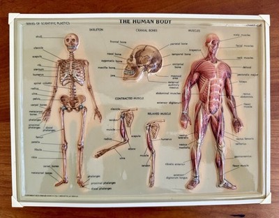 Vintage Rico Florence Italy ANATOMICAL  THE HUMAN BODY  3D Raised Chart Wall Art