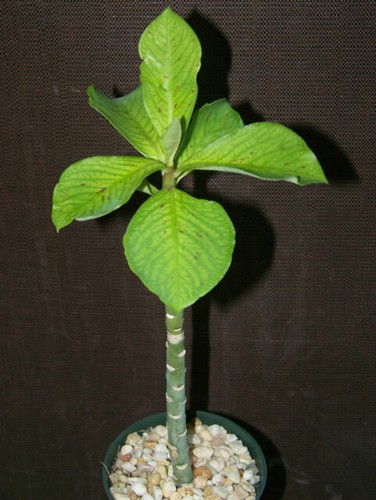 Acacia concinna ACACIA TREE Exotic SEEDS! | eBay