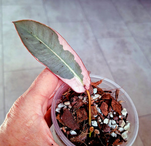 stromanthe plant Stromanthe Triostar Houseplants - Medium (10