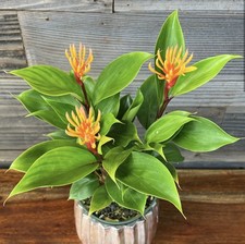 Super RARE Hawaiian Yellow Brush Ginger Plant