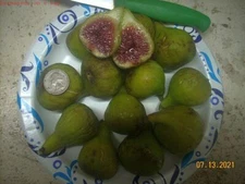 Fig tree cuttings , Adriatic JH ,Large,delicious white fig, Two crops ,6 pcs !