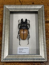 Real Framed Stag Beetle Odontolabis Castelhaudi 74mm Entomology Taxidermy