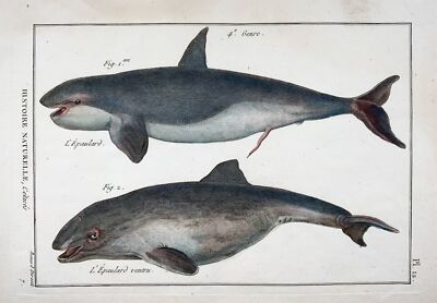 1789 Orca, Wale, Säugetiere, Benard sc. quarto, Handkolorierung, Gravur, Marine Li