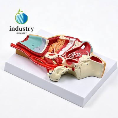 Oral Nasal Pharyngeal Inner Surface Blood Vessel & Nerve Model Anatomy