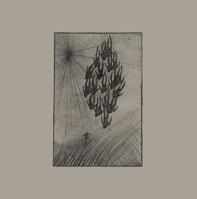 AINE O'DWYER - Locusts