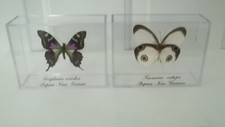 Real Purple & White Set Of 2 Butterflies Taxidermy Mounted In Very Nice Cases.