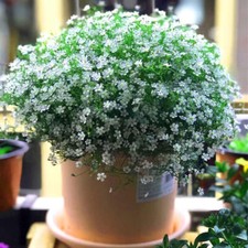 1000 White BABY'S BREATH 'Covenant Garden' Gypsophila Elegans Flower Seeds
