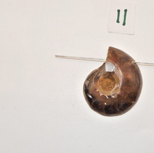 Ammonite Fossil Pendant(11)