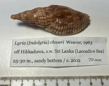 Lyria cloveri. Collected in Sri Lanka. Great Shape. 70 mm