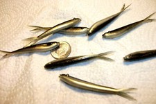 70-2 1/4"-CRAPPIE-BASS-SOFT MINNOWS-FISHING-JIGS-GRUBS-split tails-flukes-scent