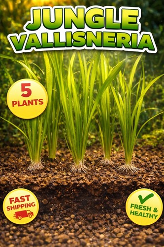 Tall Background Freshwater Beginner Plant Jungle Vallisneria