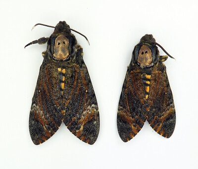 Acherontia styx ex ovo pair (male+female) Sphingidae papered unmounted