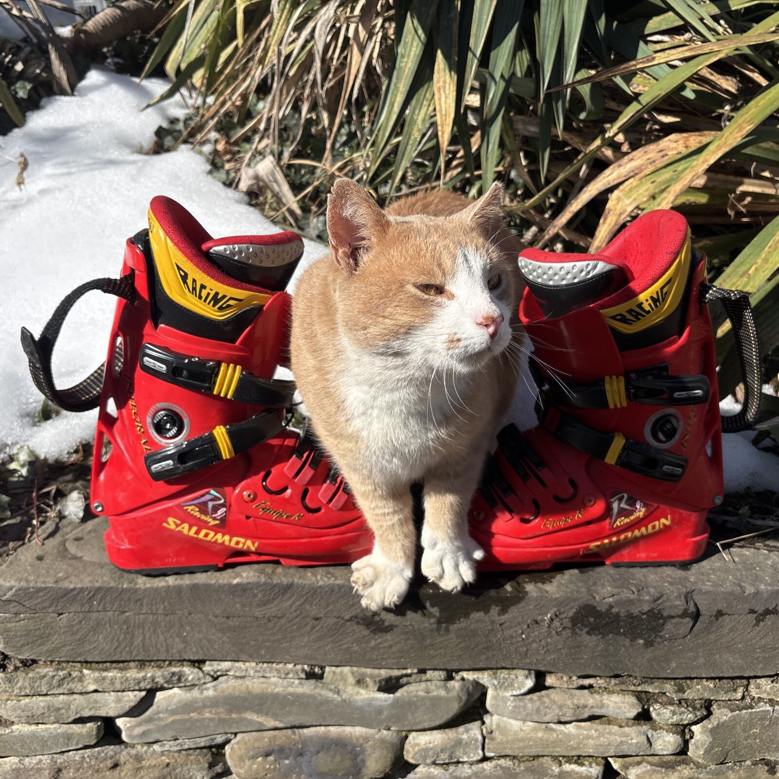 Scarponi da sci downhill SALOMON INTEGRAL EQUIPE 9.2 uomo MP 24.0 US 6 BSL 285 mm