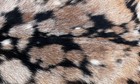 GOAT Western taxidermy Hide Rug Natural Pattern Fur Goat Hide Rode SA-3907 — photo 3