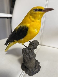 Taxidermy Eaurasian Golden Oriele