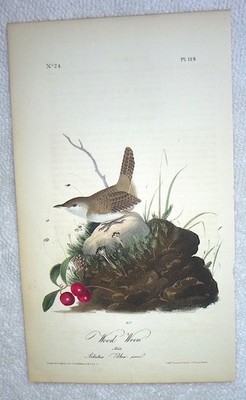 Audubon 1st ed Octavo    WOOD WREN    Birds of America   1840  original   pl 119