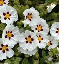 Cistus Snowfire Rock Rose Plant in 9cm Pot - Evergreen