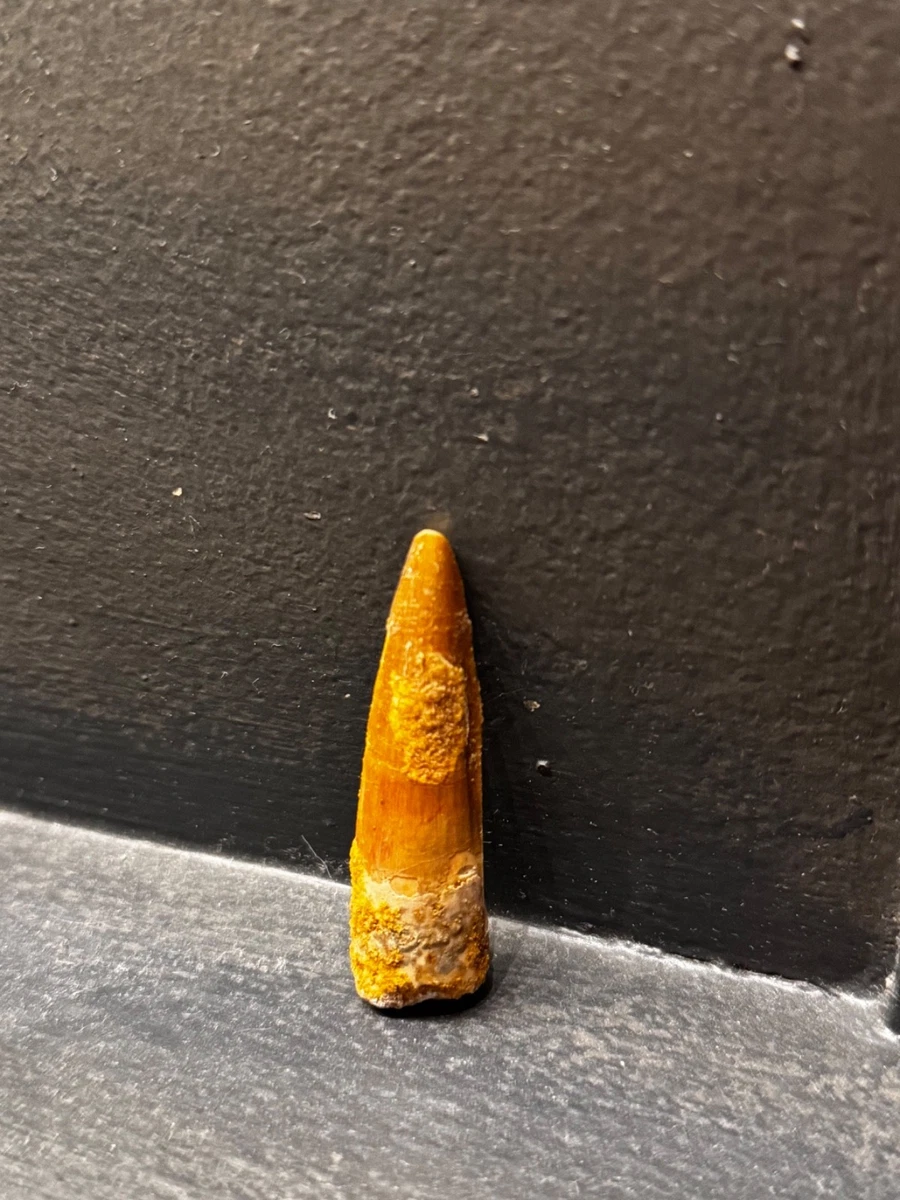 Dent De Dinosaure Atlasaurus Imelakei Fossilisée - Rare - 2,1 Cm - Maroc