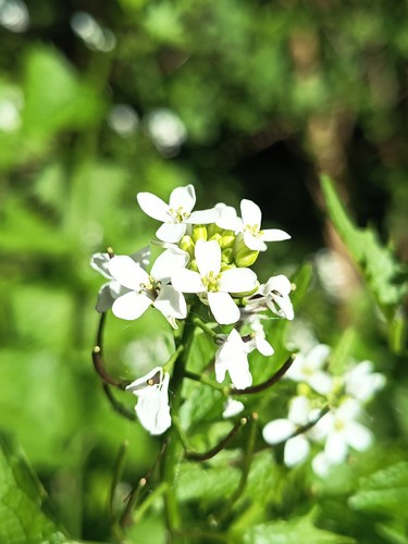 Knoblauchrauke, Alliaria petiolata, garlic mustard,100 seeds,samen,edible,essbar - Bild 7 von 14