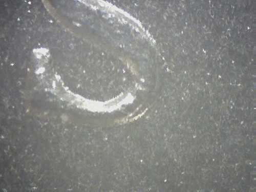 1945-S JEFFERSON NICKEL REPUNCHED MINTMARK S OVER S RPM #3 WEST GEM BU HH7 - Picture 3 of 5