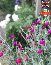 Lychnis Coronaria 🌸 Rose Campion  100 SEEDS Pink Perennial