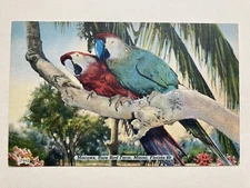 Macaws at Rare Bird Farm in Miami FLORIDA Linen Postcard