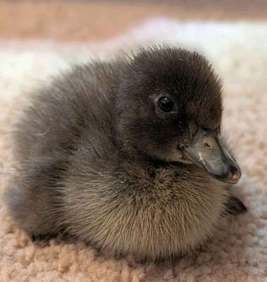 6 duck hatching eggs. Khaki Campbell, Rouen, Mallard, Runner, Pekin, MP, Swedish