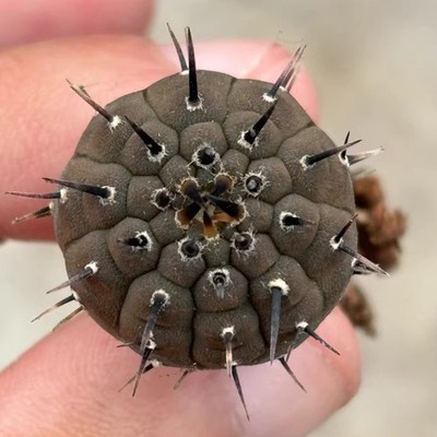 3cm Succulent Cactus Plant Gymnocalycium Bodenbenderianum（Single-Thorn）Cactaceae