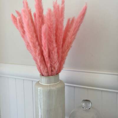 Dried Reed Blady Flower Grass 40-50cm Stem x 10 pcs - Pink ((SECONDS ...