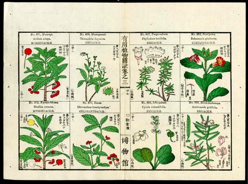 1919 Tokyo Botanical Magazine Original Antique Japanese Print Red Holly Foxglove